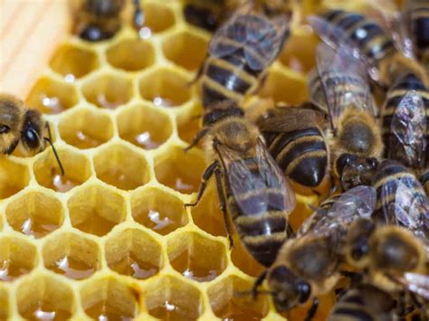 Unleash the Magic: Exploring the Wonders of Local Honey